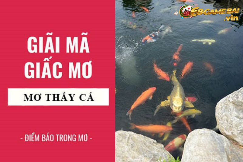 Mơ thấy cá là điềm lành hay dữ - Giải mã chi tiết 2022 1 Giải mã giấc mộng thấy các - Điềm lành hay dữ
