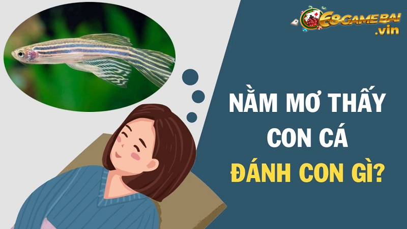 Mơ thấy cá là điềm lành hay dữ - Giải mã chi tiết 2022 6 Nằm mơ gặp các thì nên đánh con gì?